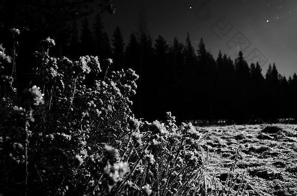 北欧冬夜灌木的黑白图像。