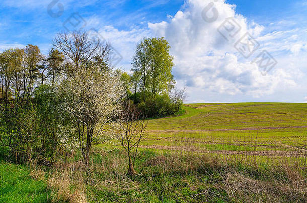 阳光明媚的春日，波兰斯维托克尔茨基·沃沃沃德希普乡村景观中的绿色田野