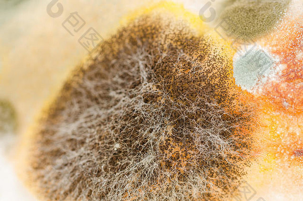特写，发霉食物上霉菌的微距摄影