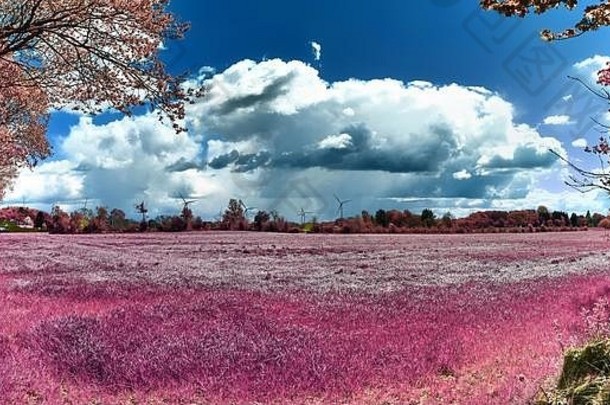 亚洲紫色红外照片风格中美丽多彩的奇幻景观
