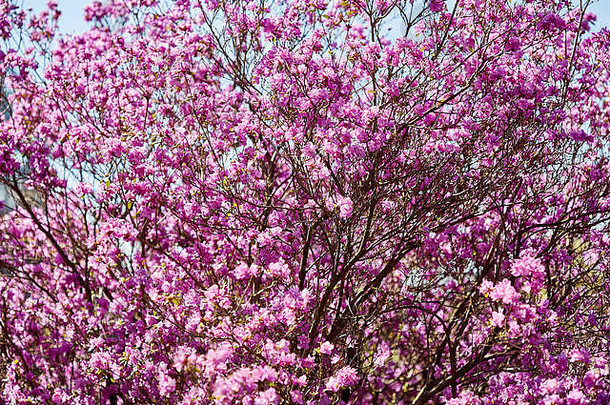 在灌木天然的春天户外背景上，紫罗兰和粉色花朵绽放