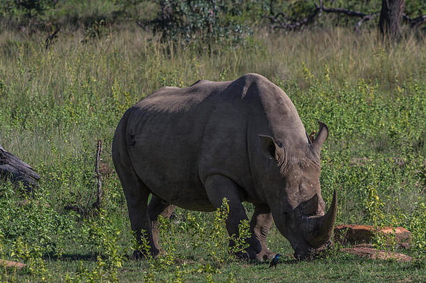 南白犀牛在南非Weldgevonden野生动物保护区放牧