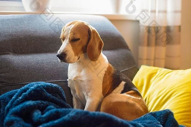 一只宠物小猎犬睡在沙发上。狗的背景。