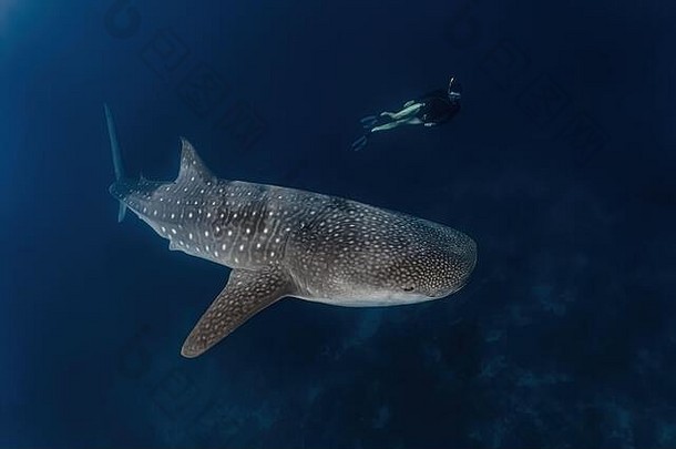 鲸鱼鲨鱼潜水品图燕南部莱特岛菲律宾