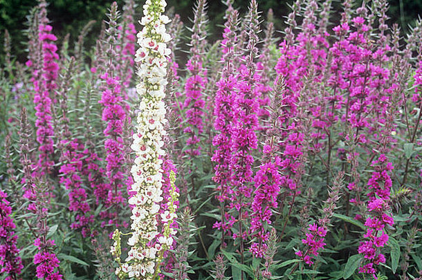 粉红色多年生鼠尾草或鼠尾草茎的特写镜头，带有白色毛兰或马鞭草的单茎