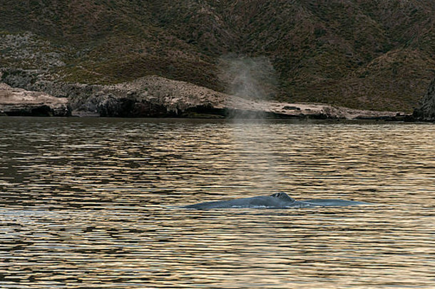 墨西哥巴哈岛科尔特斯海，日出时在卡门岛外喷涌的<strong>蓝鲸</strong>