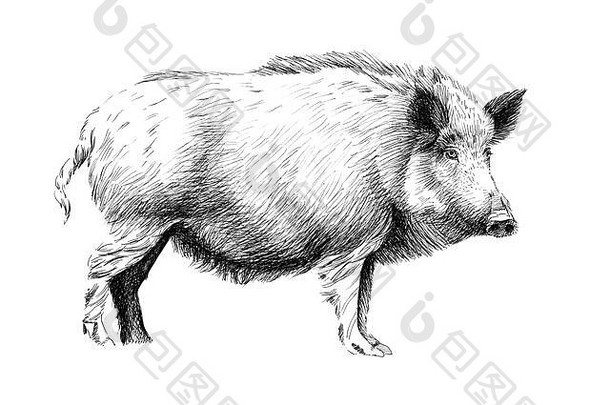 手绘野猪，白色背景上的素描图形单色插图（原件，无追踪）