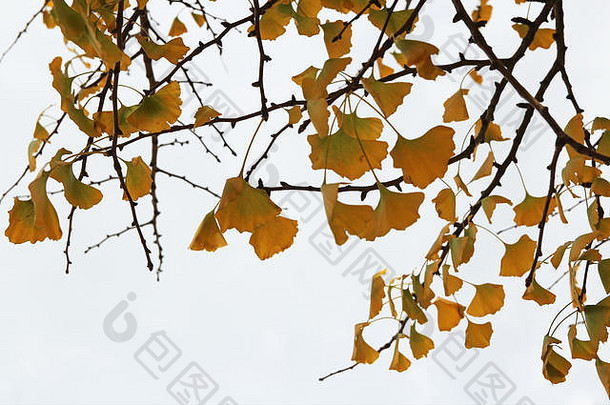 韩国秋天的银杏叶和枝条