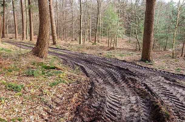 集材机轮胎跟踪泥泞的日志记录小道结松森林