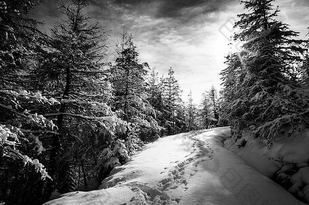 意大利阿尔卑斯山上满是雪的树林