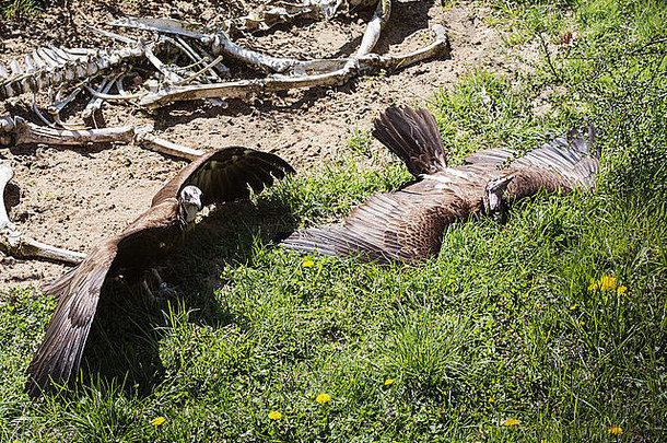 两只带帽秃鹫（Necrosyrtes monachus）在草地上取暖。秃鹫和尸体。