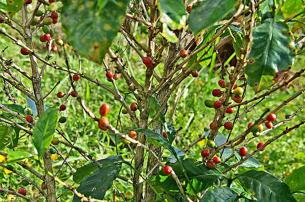 buquetechiriqui巴拿马中央美国咖啡豆子日益增长的咖啡树布什