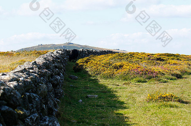 在英格兰西南部的达特穆尔，金雀花和石南花盛开，许多花岗岩墙在古代的荒原上建造