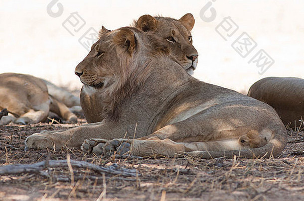 卡拉哈里沙漠中的非洲狮群