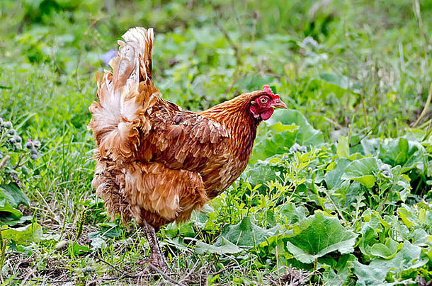 棕色（的）鸡食物嘴背景绿色草