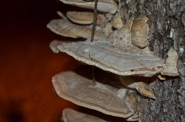 白腐真菌栓菌属下毛竹日益增长的腐烂的树桩森林