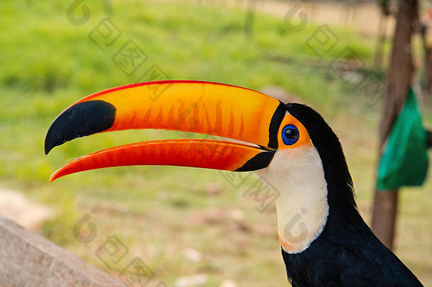 巴西博卡德瓦莱里亚的巨嘴鸟。Toco巨嘴鸟在自然上。野生动物去拉丁美洲旅行。你好，summer。