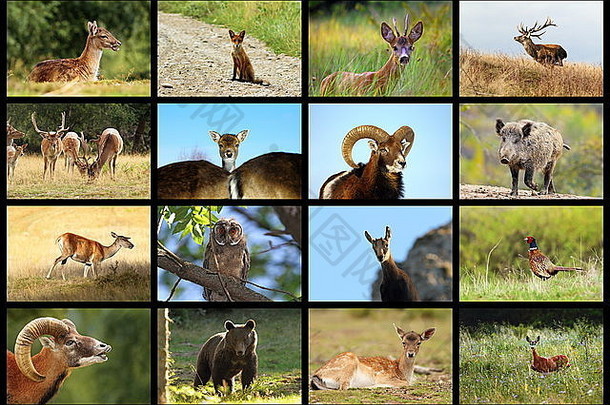 集合欧洲野生动物图片游戏动物