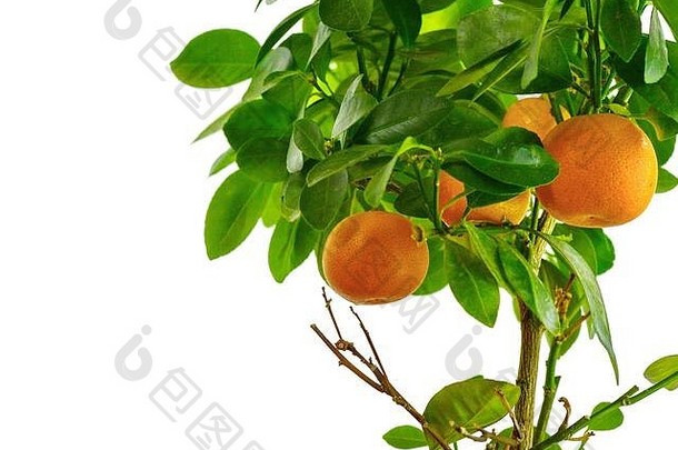 白色背景上美丽的橘子树。树枝上的桔子。生长在树上的柑橘类水果。隔离在白色背景上。