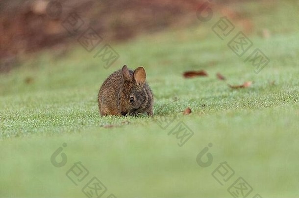 佛罗里达州萨拉索塔一片绿草上的佛罗里达沼泽兔幼崽Sylvilagus palustris。