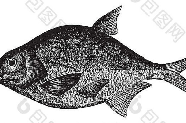 普通鲷也被称为Abramis brama，淡水，鱼，老式雕刻的普通鲷，淡水，鱼的插图。