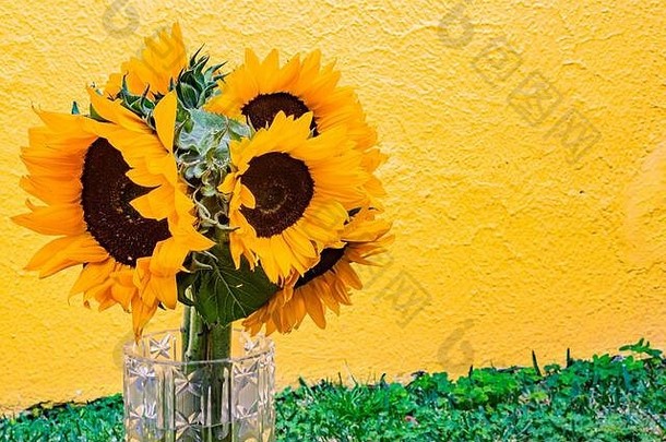美丽的花束，向日葵放在玻璃花瓶里，放在黄色背景的草地上，花头或假<strong>丹青</strong>，它的射线花和cen