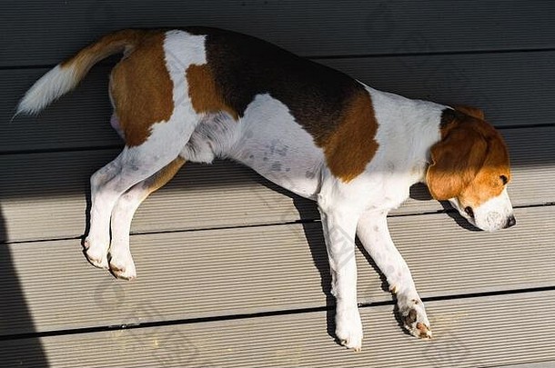 小猎犬疲惫不堪地躺在木甲板上，从上面俯瞰。犬类<strong>背景</strong>