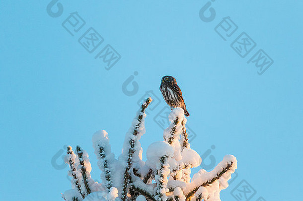欧亚俾格米人猫头鹰坐着前雪云杉耶瑞典拉普兰