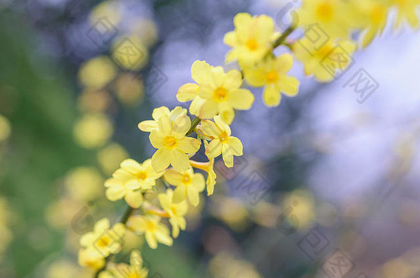 春天公园里盛开的连翘丛生的嫩黄