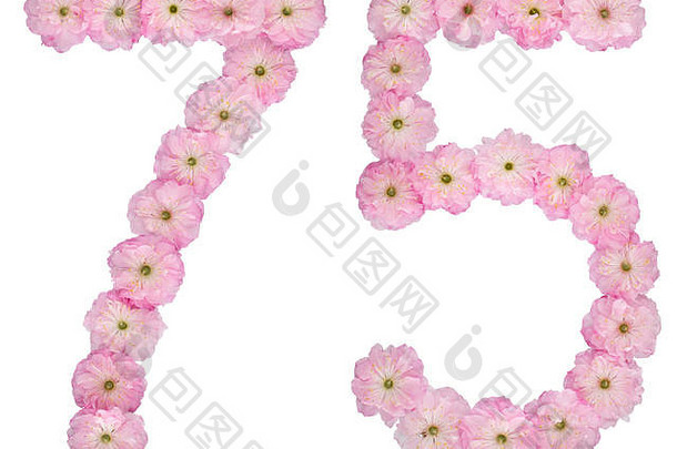 数字75，75，取自杏树的天然粉色花朵，在白色背景上分离