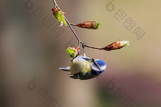 悬挂在树枝上的欧亚蓝山雀