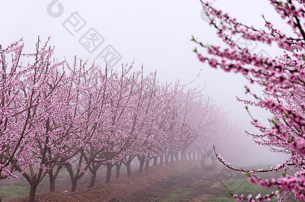 桃树成行的田野。在雾蒙蒙的日出时分，树枝上开满了娇嫩的粉红色花朵。和平的气氛。神秘的艾托纳