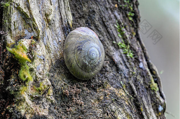 波多黎各El Yunque国家森林中的树蜗牛Caracolus Caracola-雨林中的一只Caracolus-苔藓林中树上的腹足动物