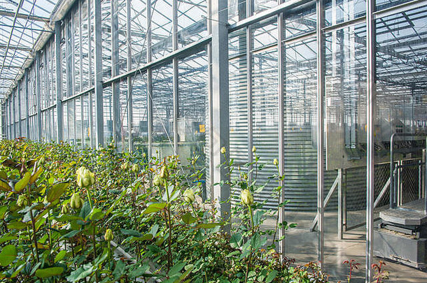 带玻璃墙和屋顶的工业温室中的黄玫瑰