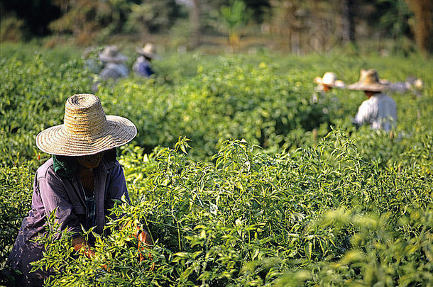 泰国采茶工人