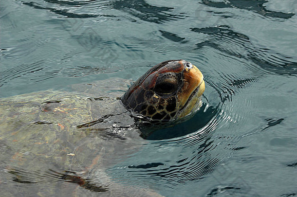 厄瓜多尔洛佩兹港附近的普拉塔岛，太平洋中一只太平洋绿海龟的头