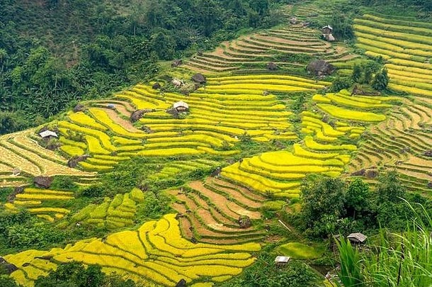 水稻梯田和成熟的<strong>黄米</strong>。越南下江省黄苏披农村地区的农田。山丘谷