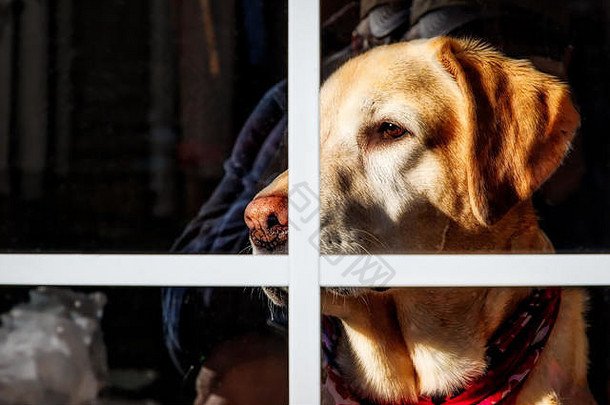 一只黄色的拉布拉多犬望着窗外，保持着警惕的目光。