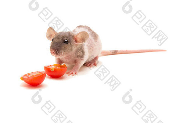 一只吃西红柿的小白鼠。