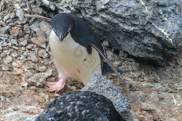宝莱特岛上的阿德利企鹅