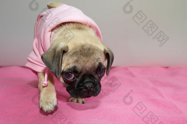 2010年曼彻斯特粉红狗展上的哈巴狗
