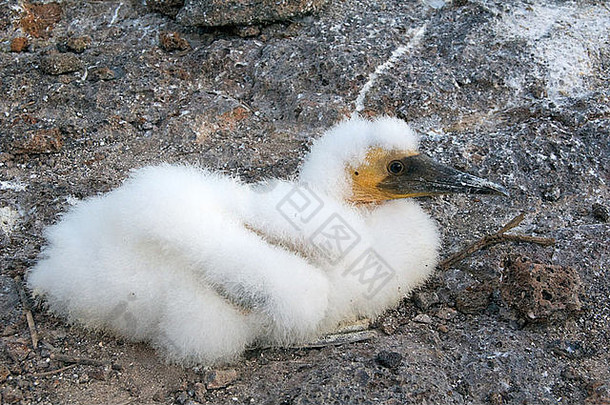 厄瓜多尔加拉帕戈斯群岛Genovesa岛菲利普亲王台阶上一只毛茸茸的纳斯卡鲣鸟（SulaGranti）。