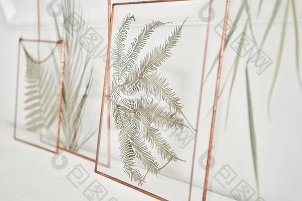 图片真正的植物眼镜自然装饰元素首页装饰植物标本框架白色表格