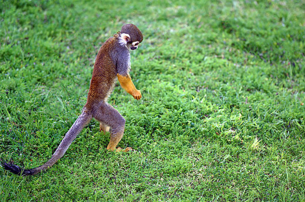 有趣的saimiri猴子在地上找东西