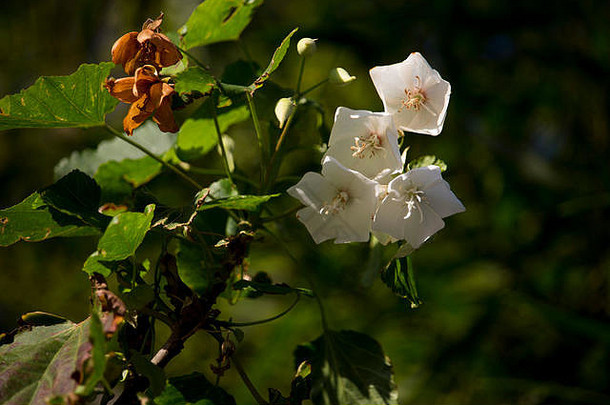 纤巧的悬挂着芳香的白色杯状装饰下垂的纳塔兰西董贝花纳塔兰西婚庆花，盛开于深秋。