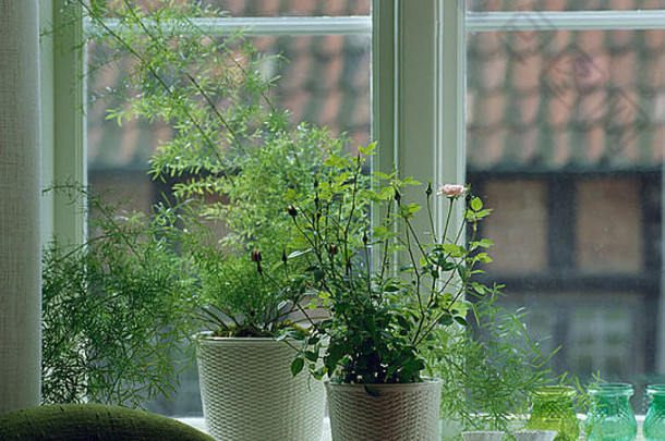 特写镜头苍白的粉红色的微型玫瑰能窗台上绿色蕨类植物能