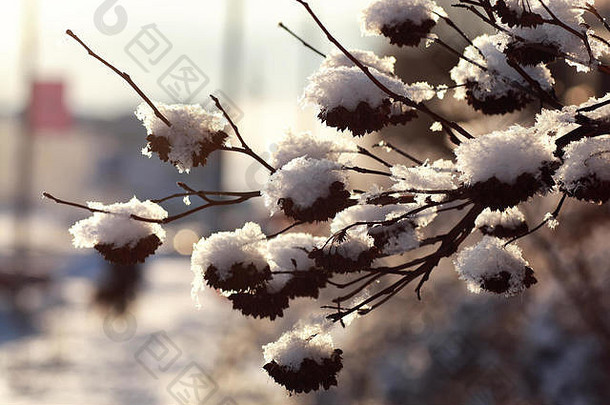 冬雪覆盖着植物的枝条
