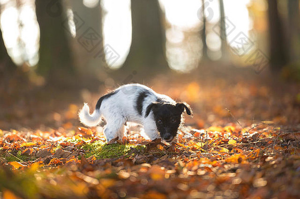秋天森林里的小狗-13周大-可爱的杰克罗素梗