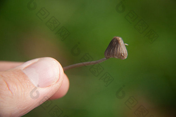 魔法蘑菇Psilocybe半柳叶蕨属“自由cap 汉普郡英格兰
