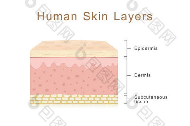 人类皮肤层医疗保健医疗插图人类皮肤